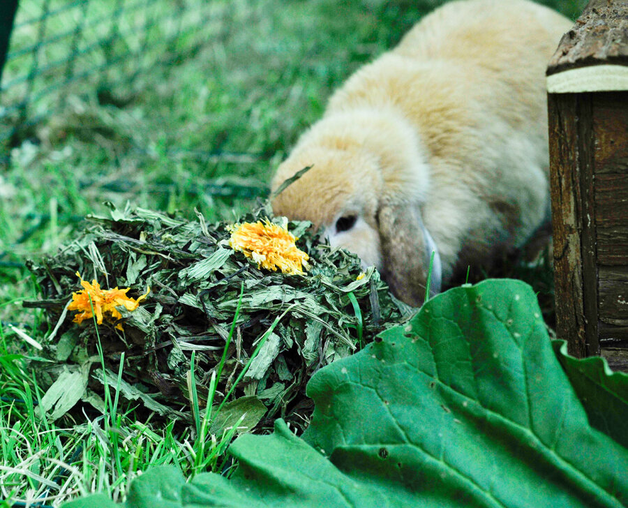 grünhopper Schnupfenkräuter