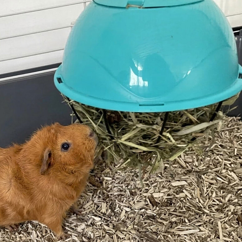 Maxi Futterball