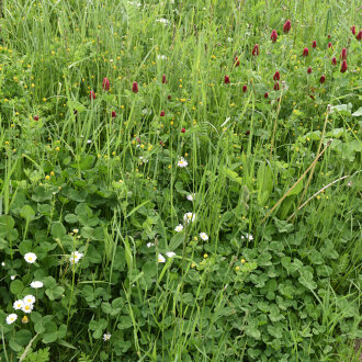 Frischekiste Wiesenwildkräuter