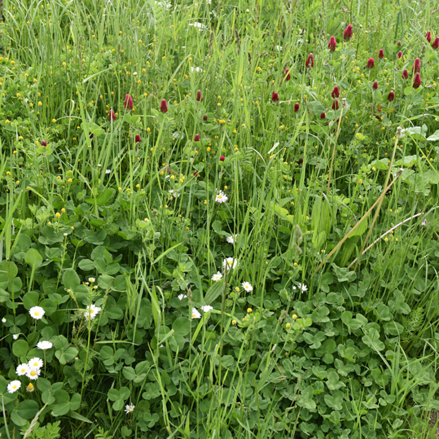 Frischekiste Wiesenwildkräuter 500 g