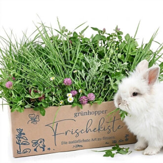 Frischekiste Wiesenwildkr&auml;uter 500 g