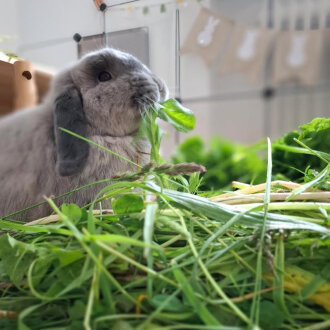 Frischekiste Grasbox