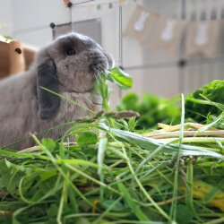 Frischekiste Grasbox