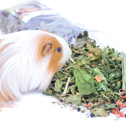 grünhopper guinea pig 4 kg