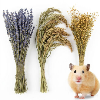 Gehegedeko Hamster