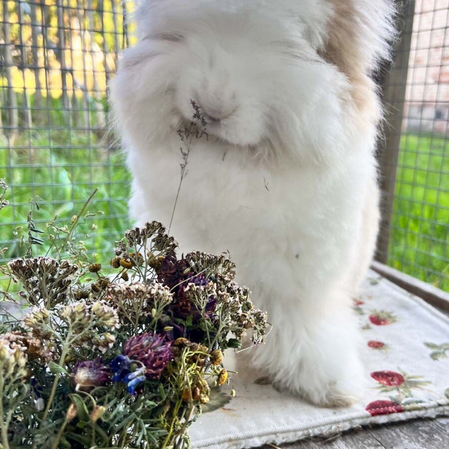 Frischekiste skandinavisch inspirierter Wildblumenstrauß