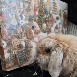 grünhopper Adventskalender 2026