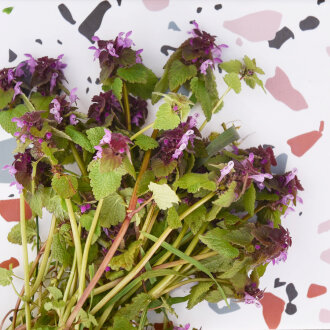 Frischekiste Taubnesselblüten 100 g