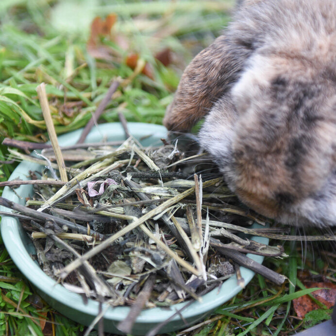 grünhopper Echinaceae