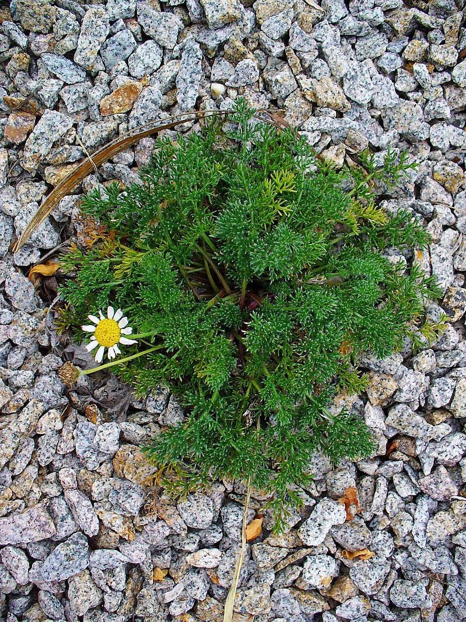 Hundskamille (Anthemis arvensis) — kamillenähnliche Blüten mit festem Blütenboden