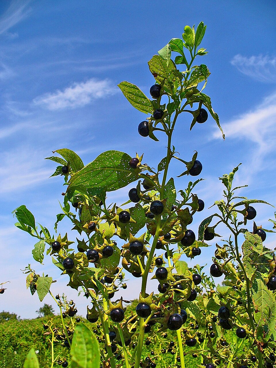 Tollkirsche (Atropa belladonna) — glockenförmige bräunlich-violette Blüten