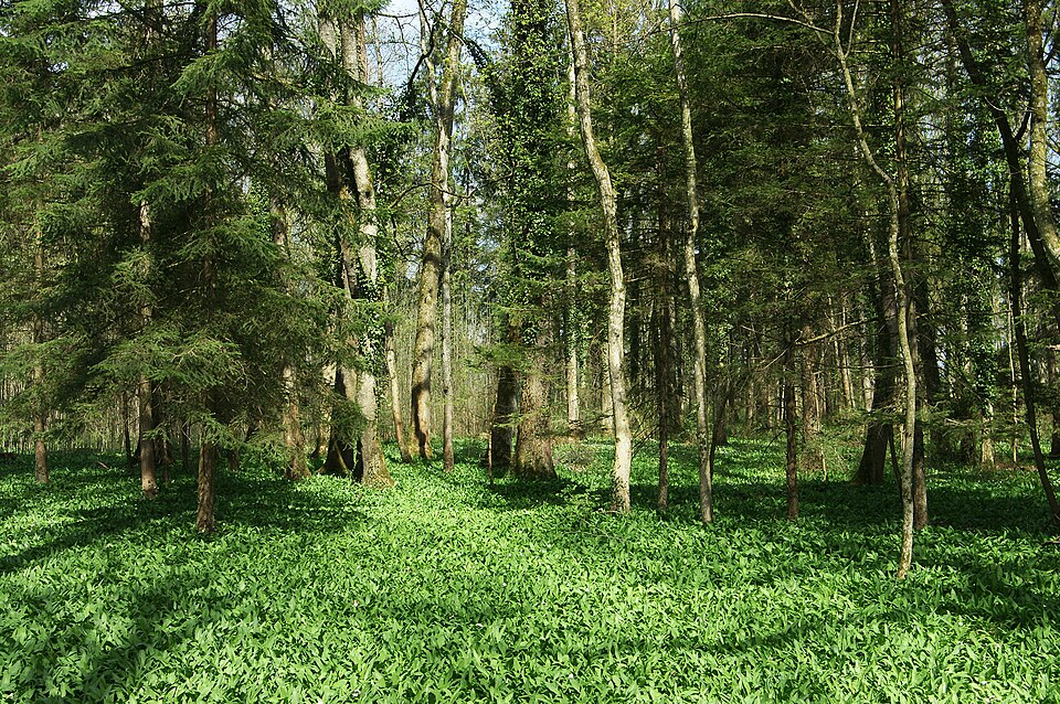 Bärlauch (Allium ursinum)