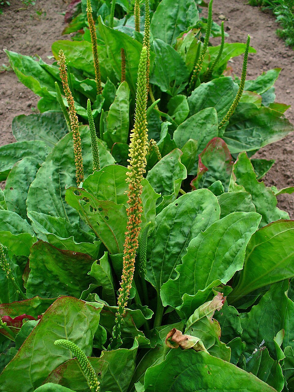 Breitwegerich (Plantago major) — breite eiförmige Blätter mit parallelen Adern