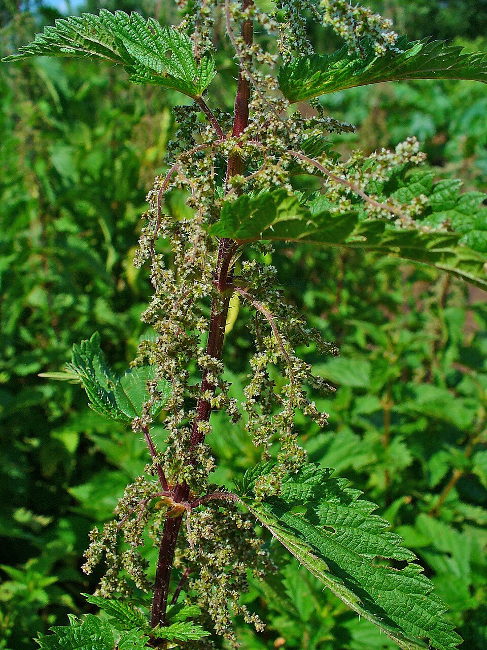 Brennnessel (Urtica dioica) — hoch wachsende Pflanze mit gezackten Blättern und Brennhaaren