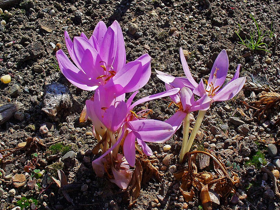 Herbstzeitlose (Colchicum autumnale) — rosa-violette krokusähnliche Blüte auf einer Wiese