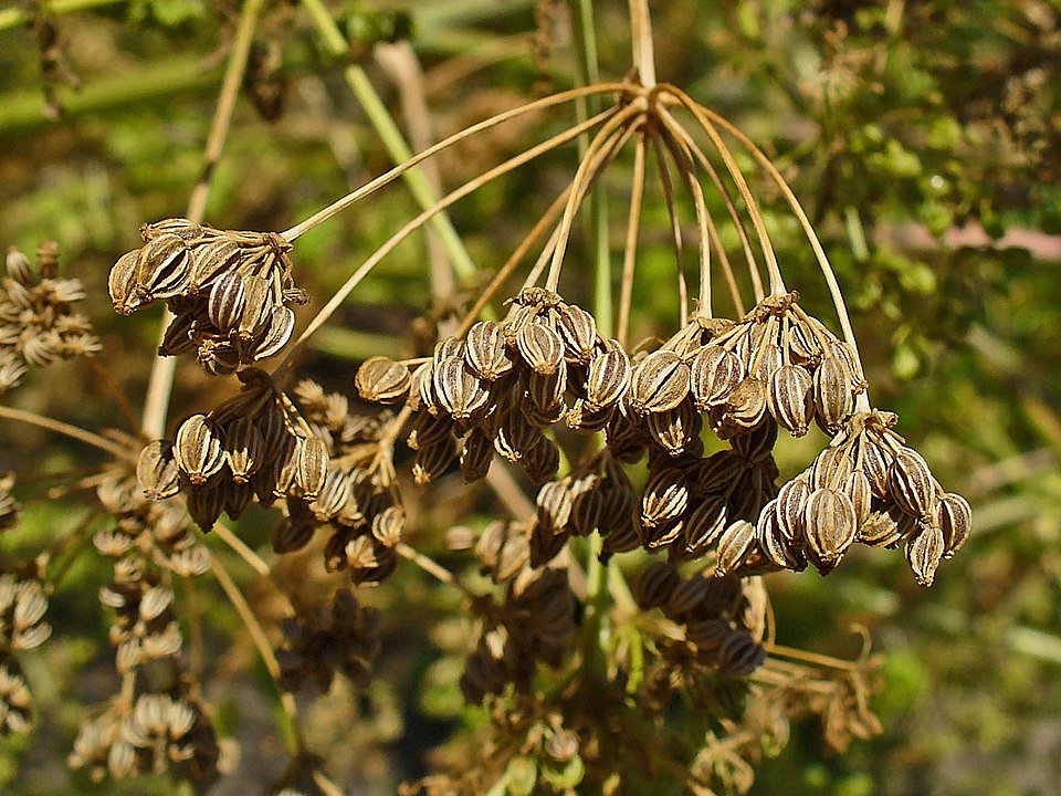 Gefleckter Schierling (Conium maculatum) — weiße Doldenblüten auf rot gefleckten Stängeln