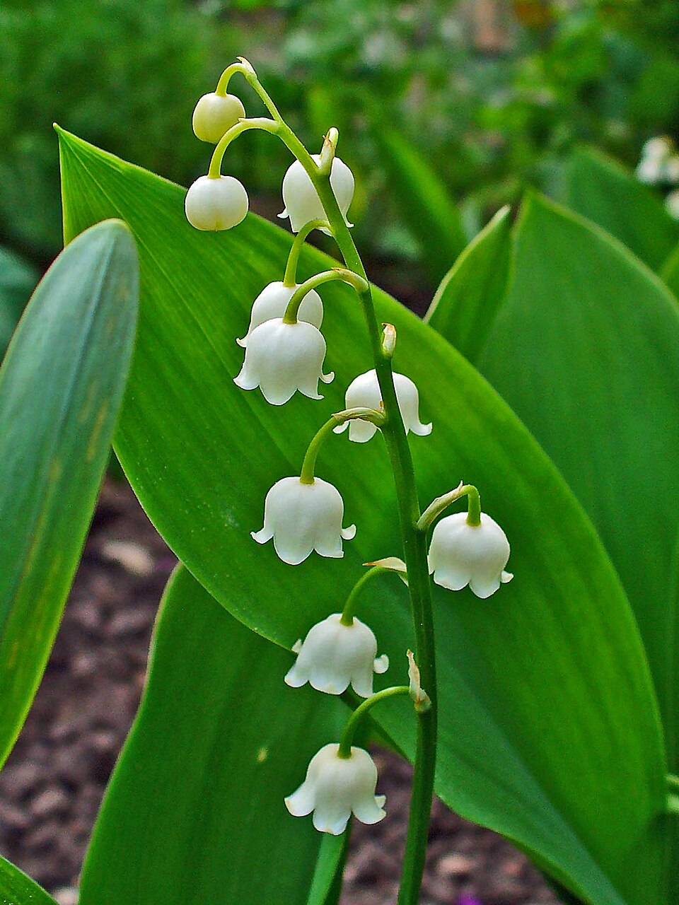 Maiglöckchen (Convallaria majalis) — weiße glockenförmige Blüten an einem Stiel zwischen breiten Blättern