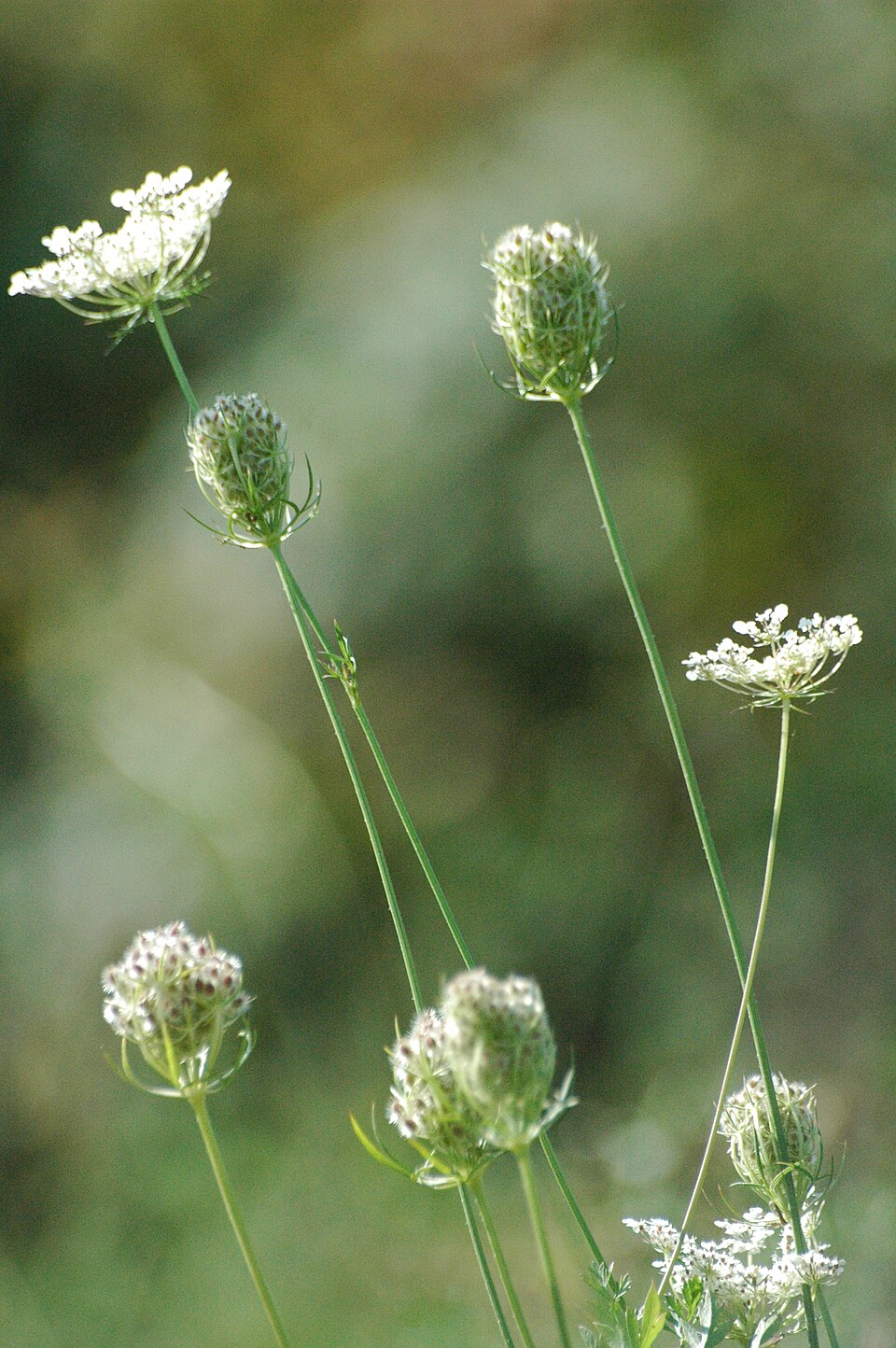Wilde Möhre (Daucus carota) — weiße Doldenblüte mit charakteristischem schwarzem Punkt in der Mitte