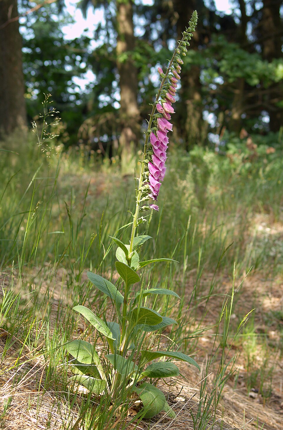 Roter Fingerhut (Digitalis purpurea) — purpurfarbene röhrenförmige Blüten