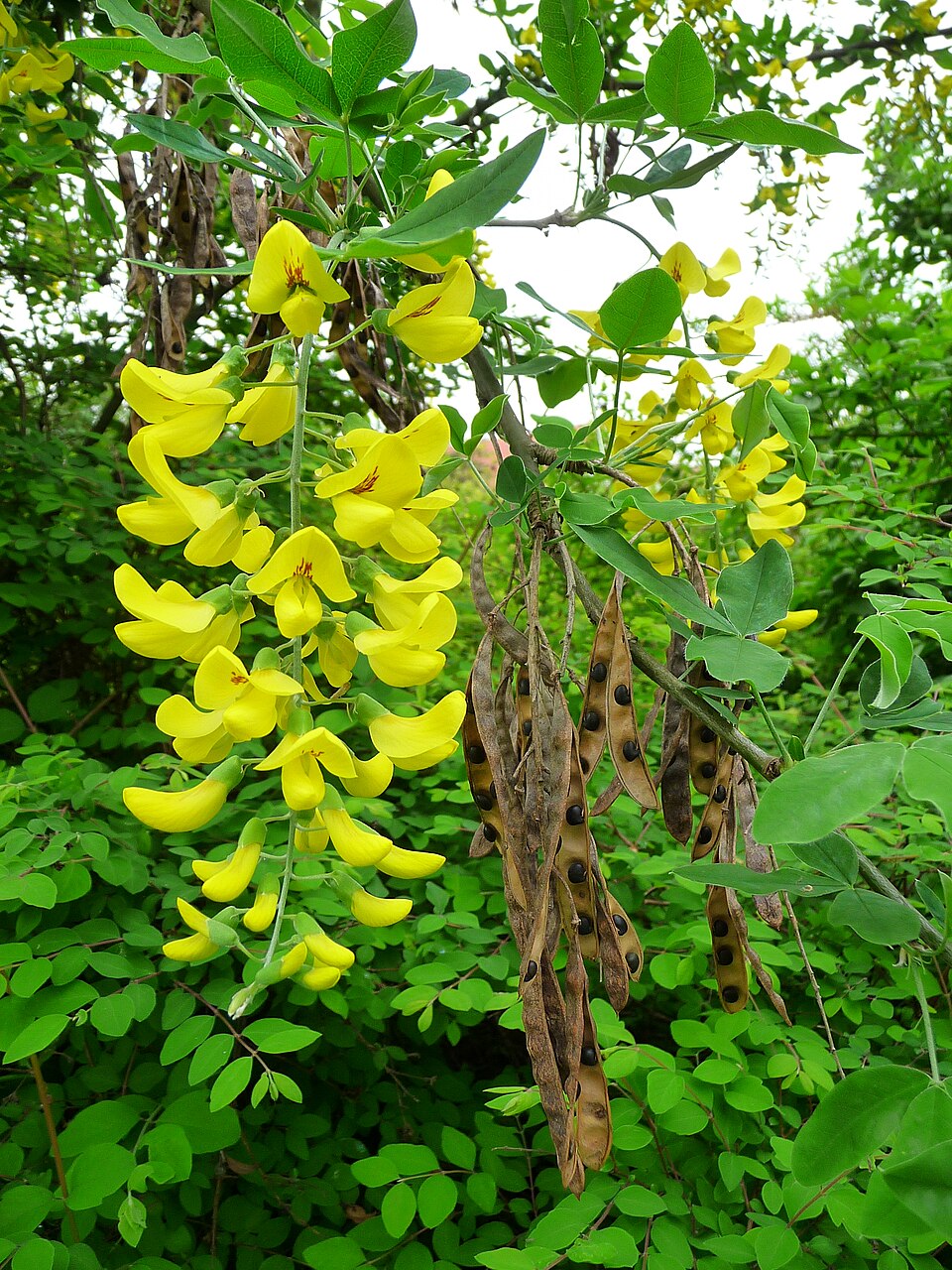 Goldregen (Laburnum anagyroides) — leuchtend gelbe hängende Blütentrauben