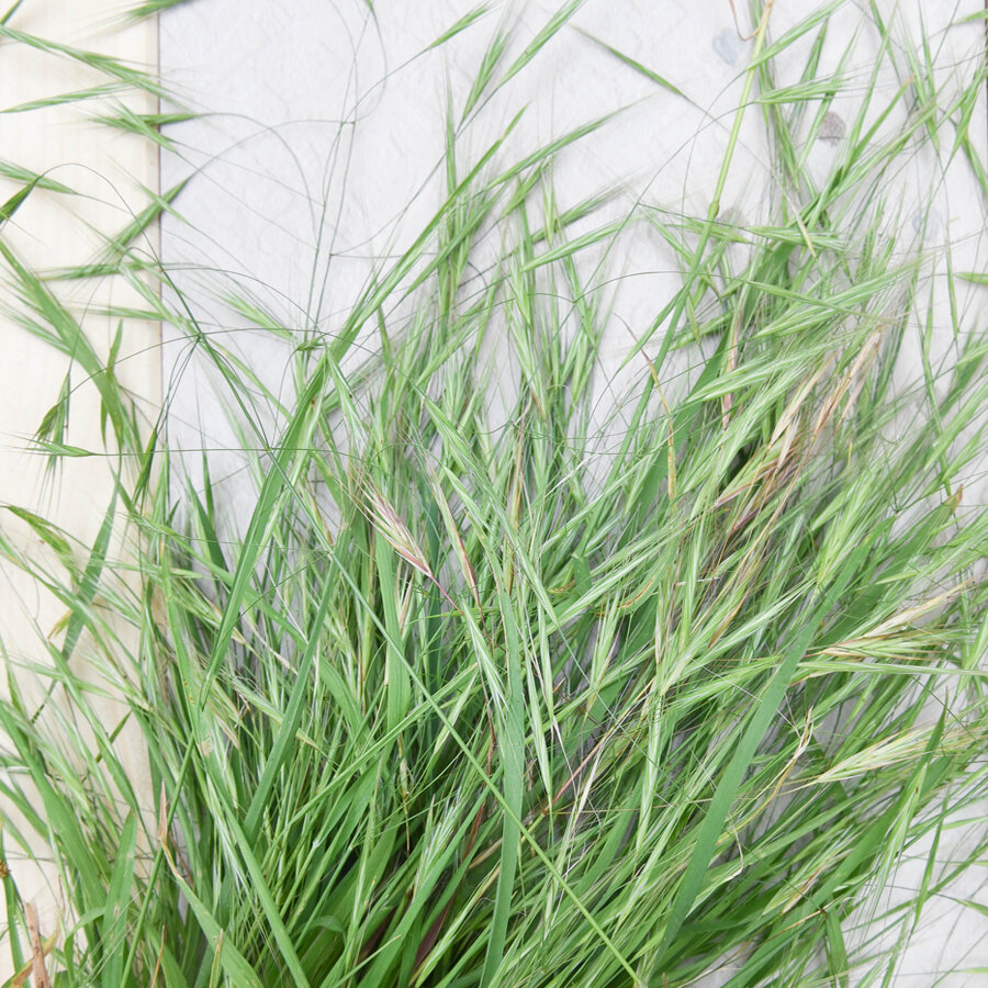 Frische Wiesengräser, gerade geschnitten und grün