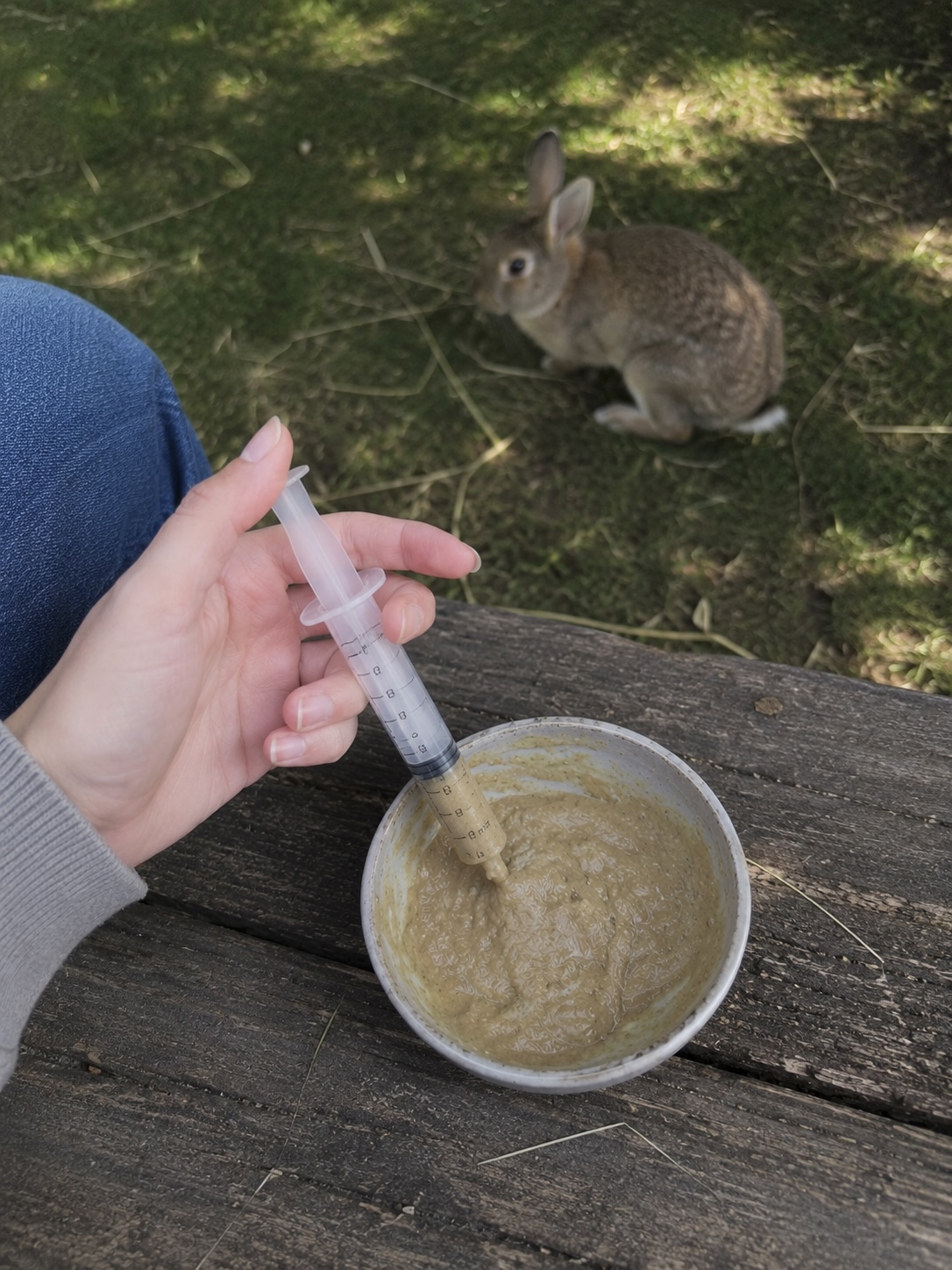 Eine Hand zieht angerührte Päppelfutter-Paste in eine Plastik-Spritze auf, im Hintergrund unscharf ein Kaninchen in einer Außenvoliere
