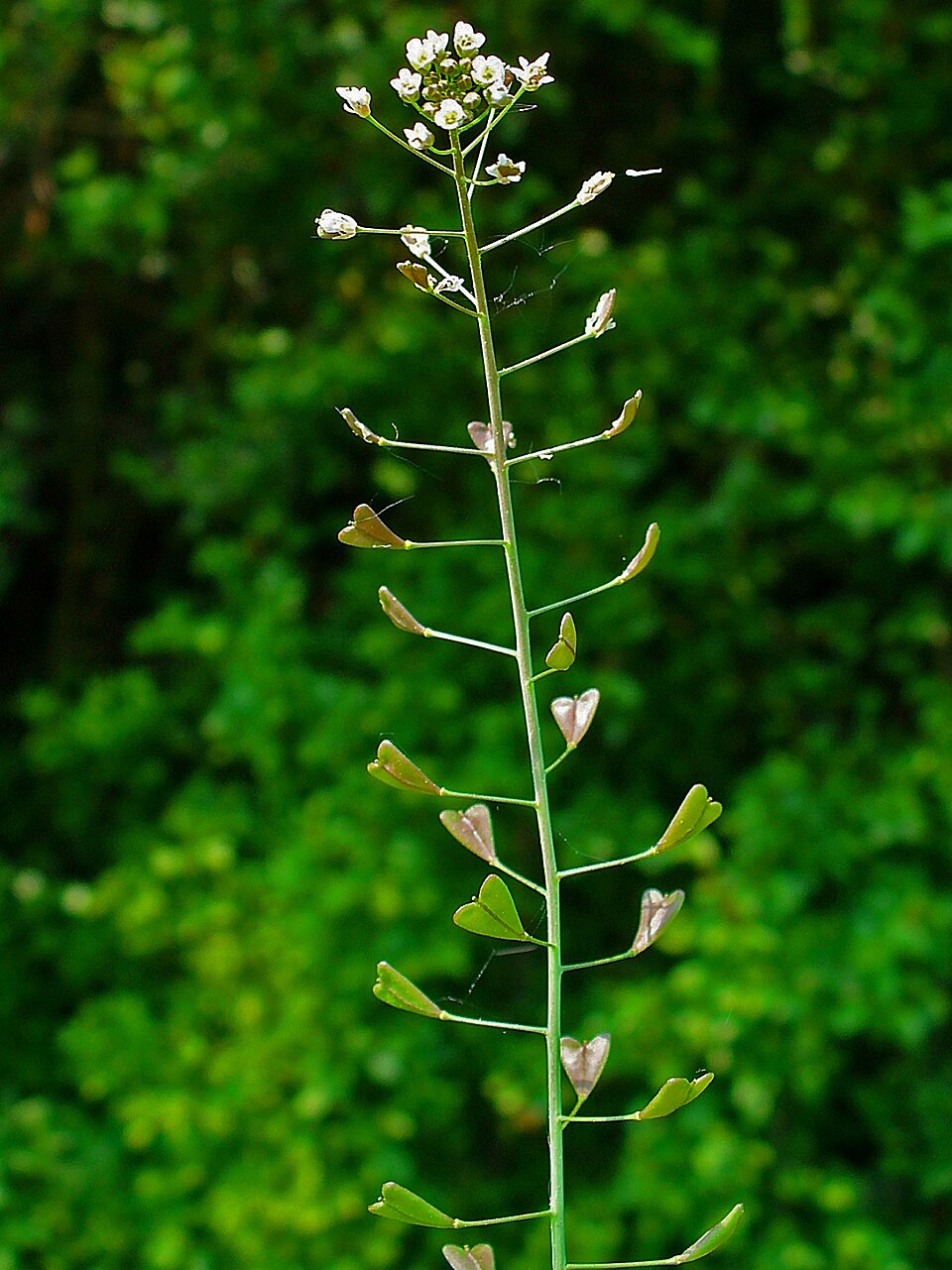 Hirtentäschel (Capsella bursa-pastoris) — Pflanze mit charakteristischen herzförmigen Schoten