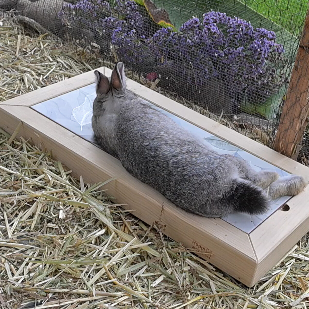 Kaninchen liegt entspannt ausgestreckt auf einem Chill Cool im Gehege