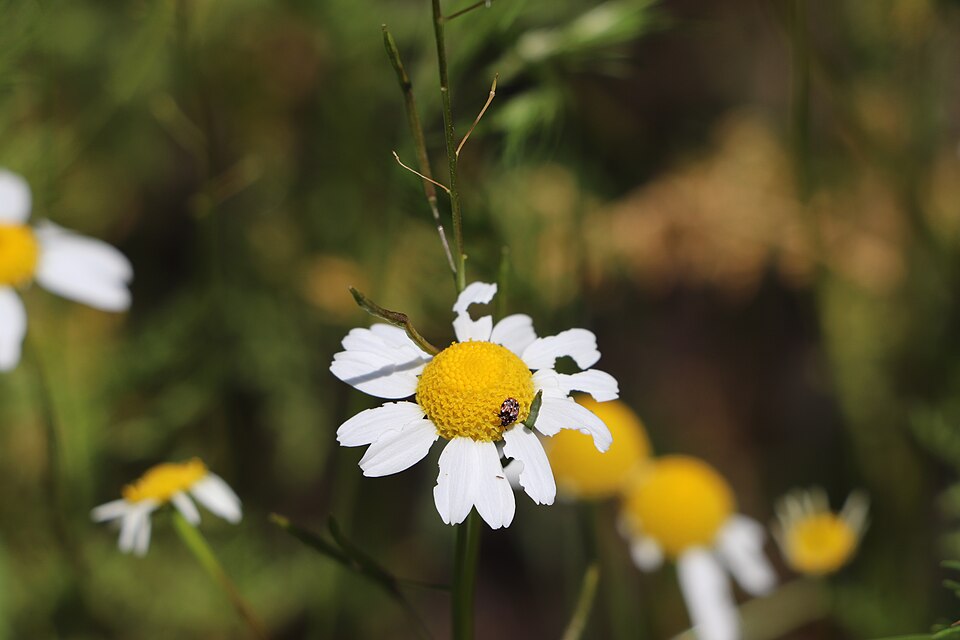 Echte Kamille (Matricaria chamomilla) — kleine weiße Blüten mit gelbem hohlem Blütenboden