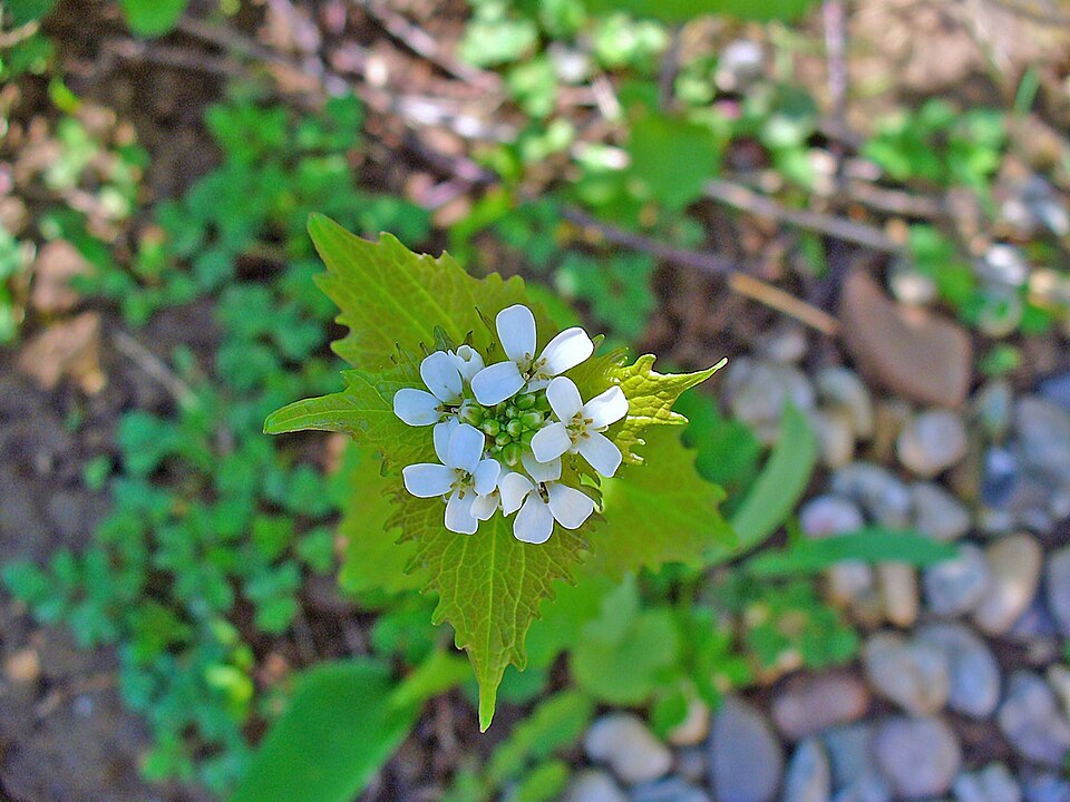 Knoblauchsrauke (Alliaria petiolata) — herzförmige gezackte Blätter mit weißen vierblättrigen Blüten