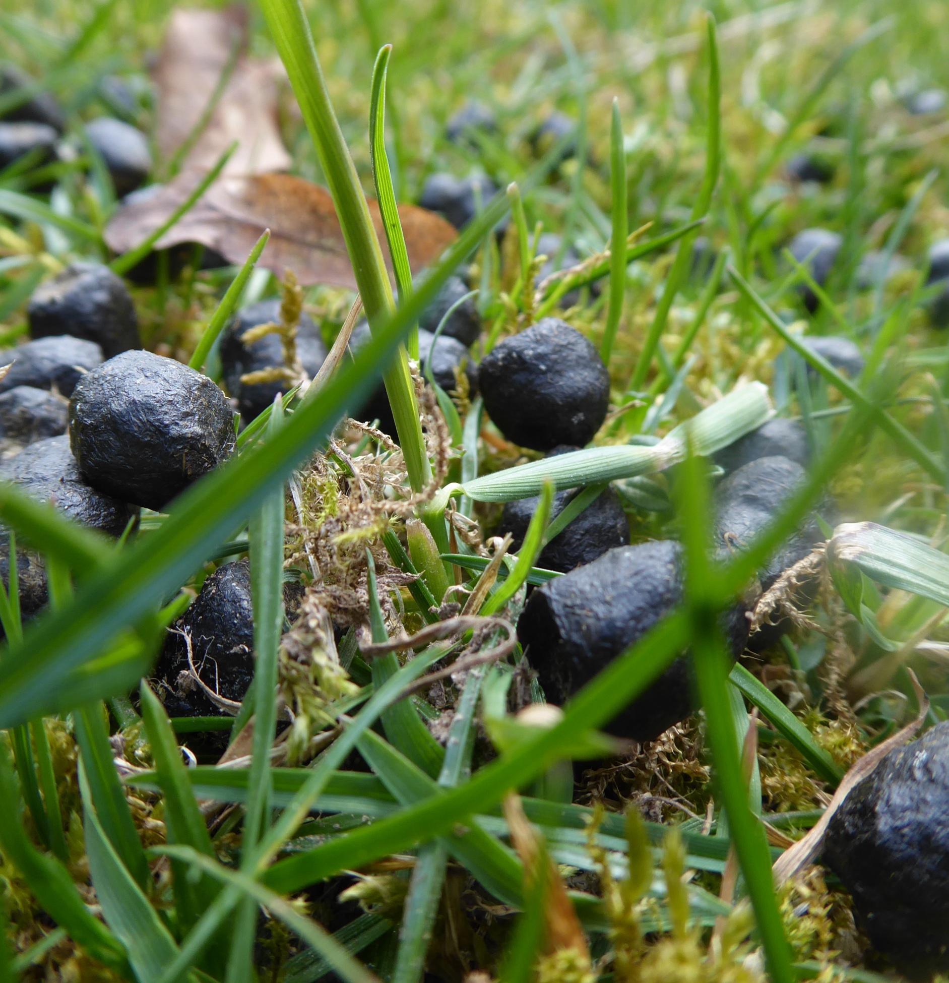 Kleine schwarze runde Kaninchen-Köttel im Gras, runde Form, gleichmäßig dunkel
