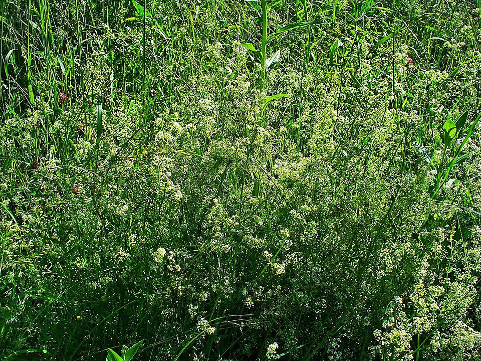 Labkraut (Galium mollugo) — quirlig angeordnete Blätter und kleine weiße Blütchen