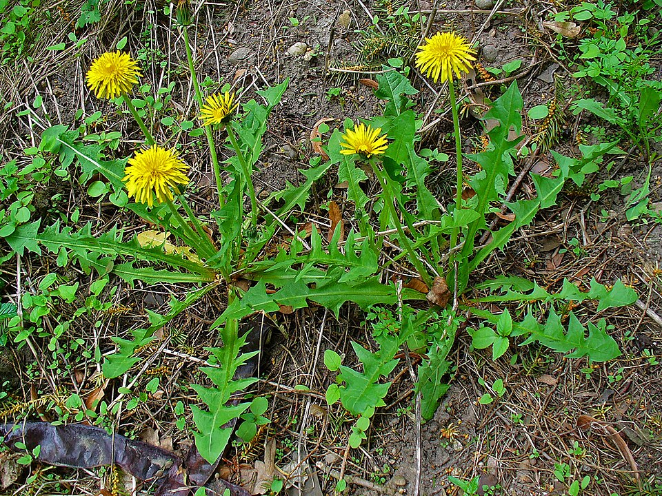 Löwenzahn (Taraxacum officinale) — gelbe Blüte mit gezackten Blättern