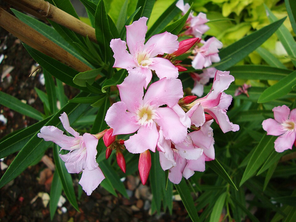 Oleander (Nerium oleander) — rosa Blüten und schmale immergrüne Blätter