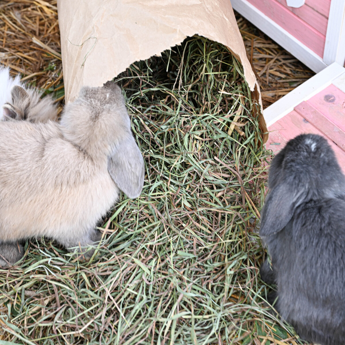 Kaninchen frisst aus einer Heuraufe mit langfaserigem Timothy-Heu