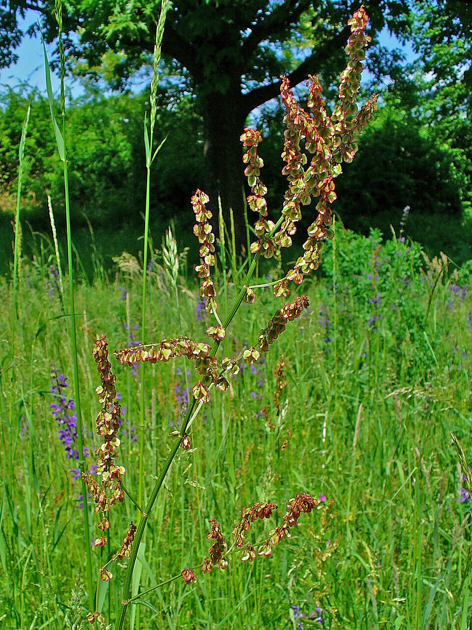 Sauerampfer (Rumex acetosa) — lange pfeilförmige Blätter mit charakteristischer Form