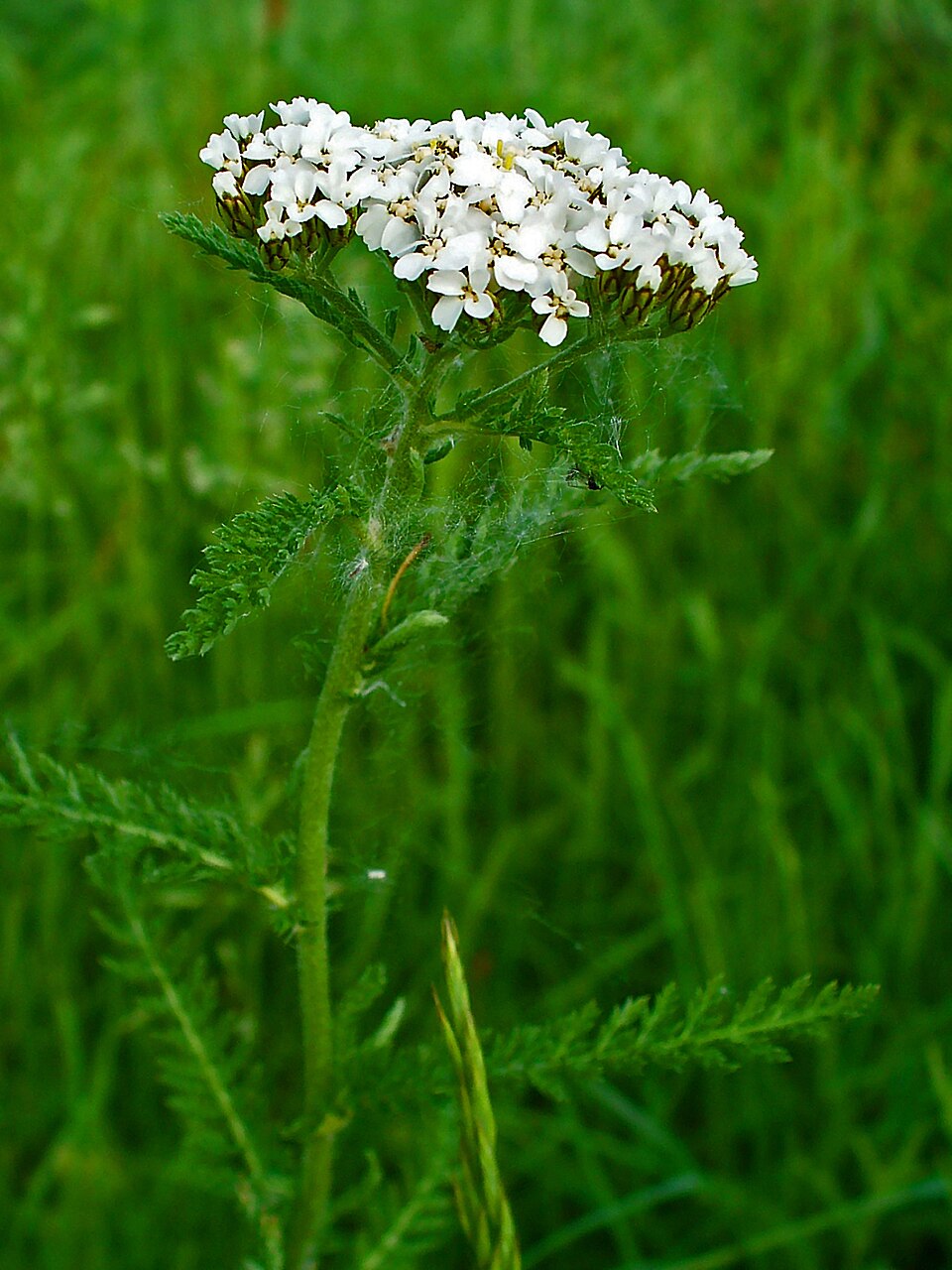 Schafgarbe (Achillea millefolium) — feine gefiederte Blätter und weiße Doldenblüten