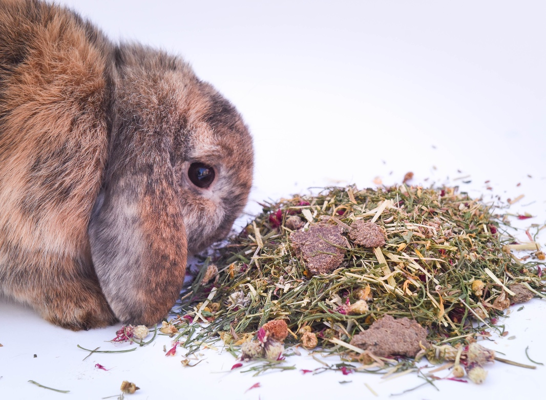 Kaninchen frisst aus einer Strukturfutter-Mischung mit erkennbaren Halmen, Blättern und Wurzelstücken