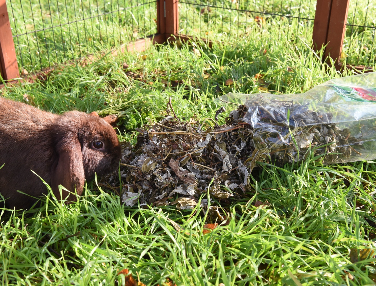 Kaninchen frisst aus einer Schale mit wildkräuterreicher Strukturfutter-Mischung
