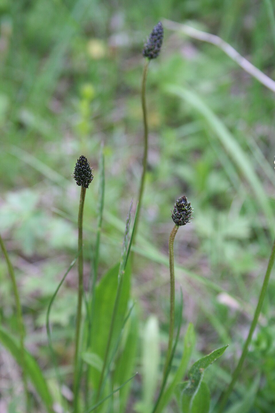Spitzwegerich (Plantago lanceolata) — schmale Blätter mit parallelen Adern und langer Blütenstiel
