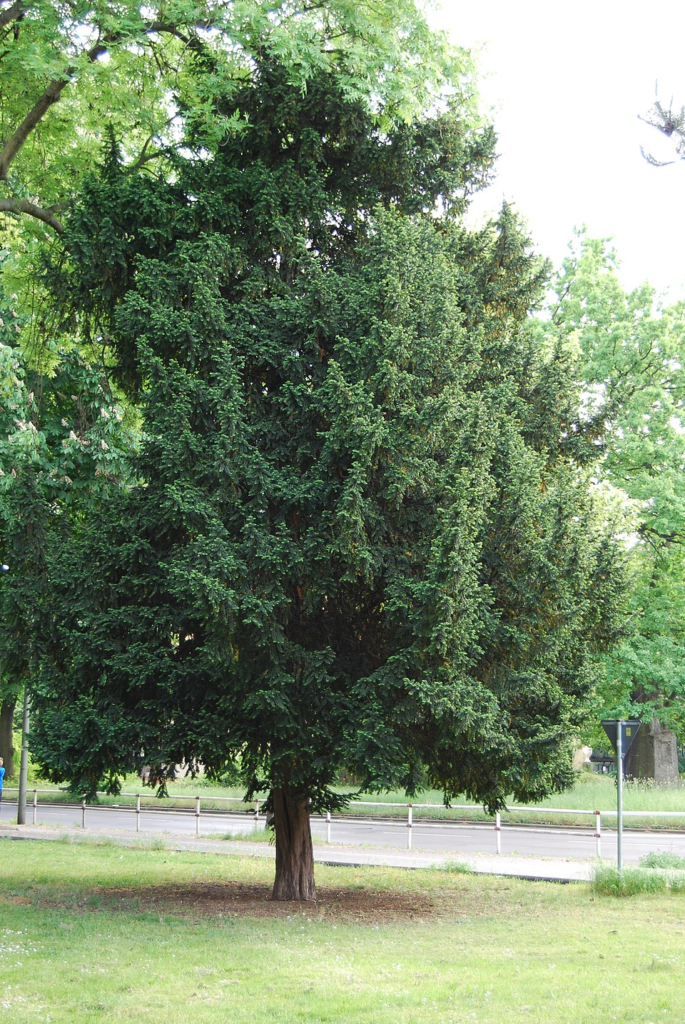 Eibe (Taxus baccata) — Nahaufnahme der charakteristischen flachen Nadeln und roten Beeren