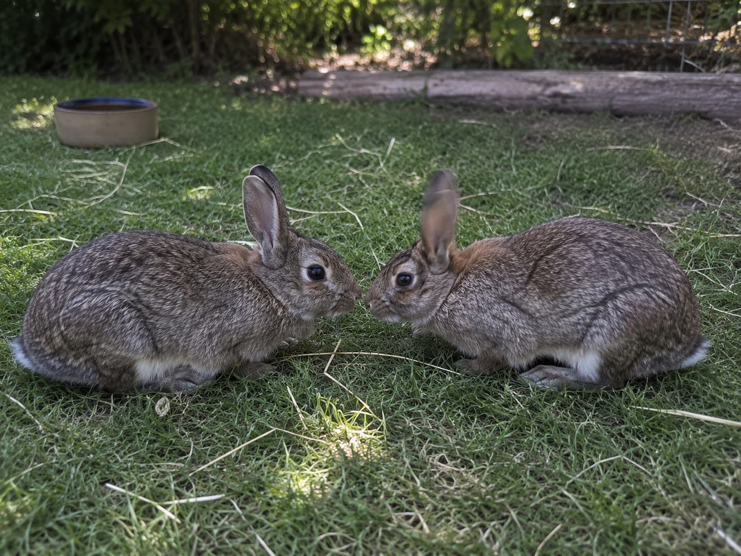 Zwei Kaninchen während der Rangklärung, eines flach am Boden, das andere aufgerichtet