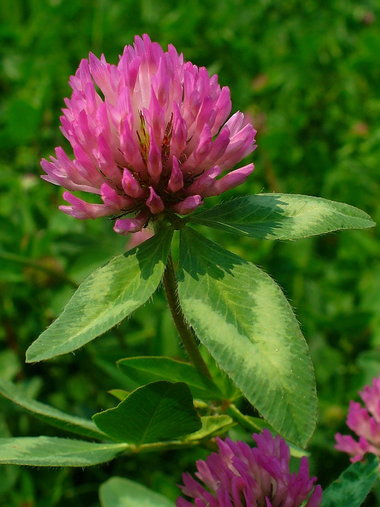 Wiesenklee / Rotklee (Trifolium pratense) — drei Blättchen pro Stängel mit rundem Blütenköpfchen