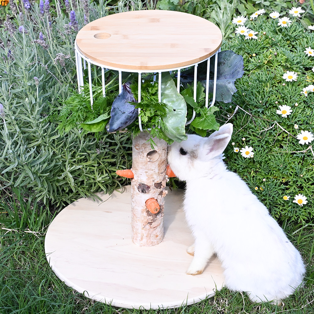 Kaninchen frisst frische Wildkräuter und Kohlblätter aus einem höhergestellten Futterkorb