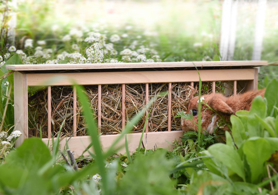 Ein agouti Stehohren-Kaninchen frisst aus einer Holz-Heuraufe in einer Außenvoliere, die Kau-Bewegung des Kiefers ist deutlich sichtbar