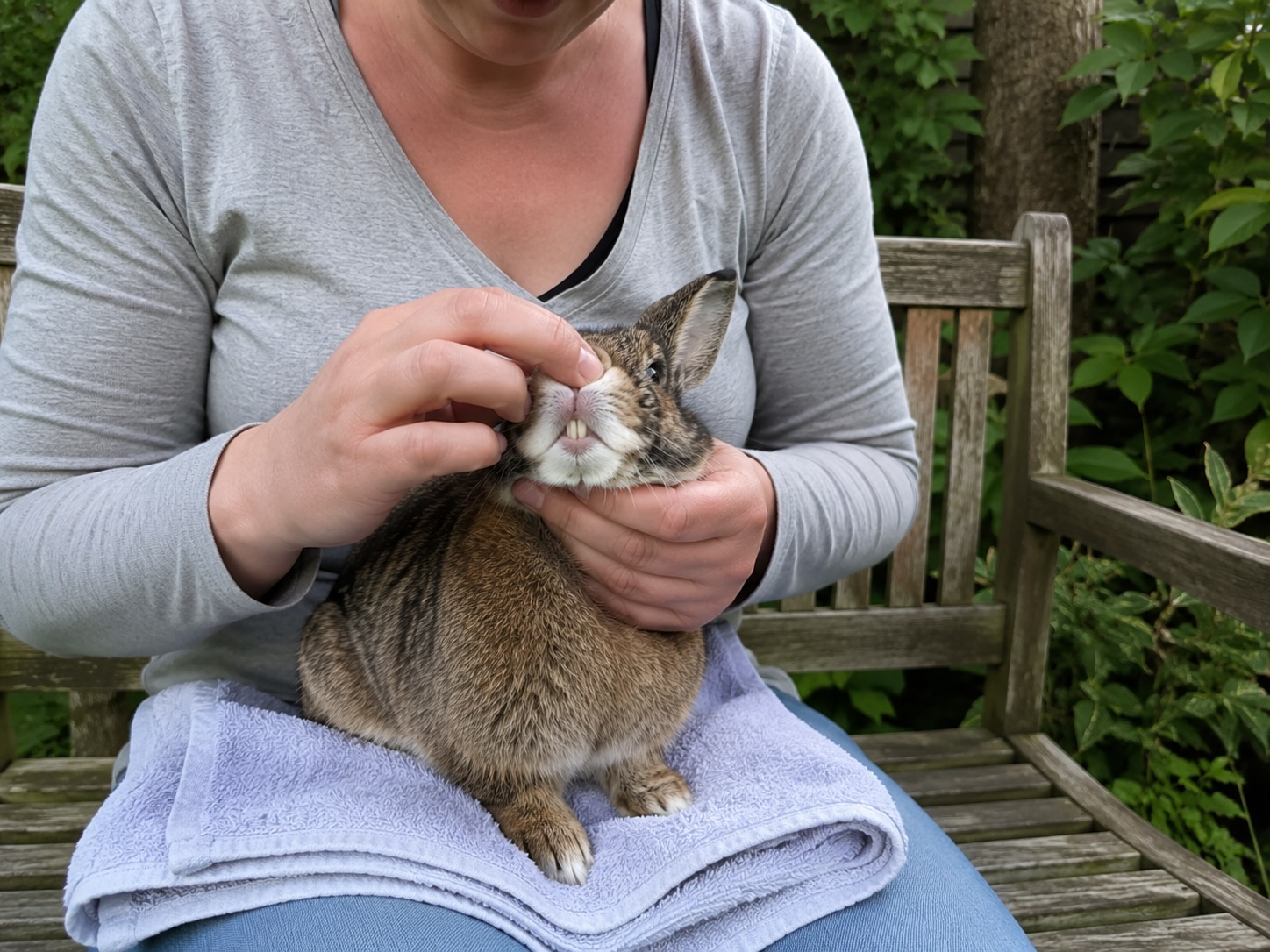 Ein Halter sitzt auf einer Gartenbank und hebt vorsichtig die Oberlippe eines agouti Stehohren-Kaninchens an, um die Schneidezähne zu prüfen
